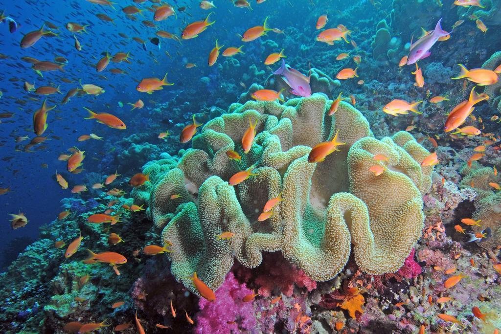 Qamea Resort & Spa Dreketi Bagian luar foto